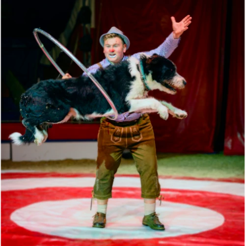 Marvin jumping through hoops